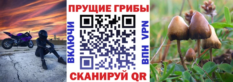 mega ссылка Липецк Псилоцибиновые грибы Psilocybe